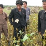 NK0509 176SaSB Rot