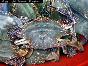 Korean blue crabs. Photo: EnCyber