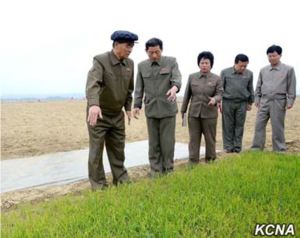 DPRK Premiere Pak Pong Ju conducted a field survey of rice-transplating in South Hwanghae Province in May 2015. (Photo: KCNA)	